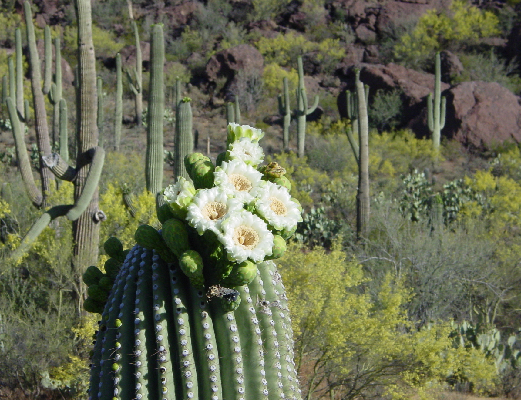 Saguaro Tree